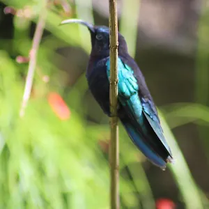 Gites Couleurs Créoles Hébergement de vacances Deshaies